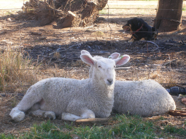 Border Leicester Lambs