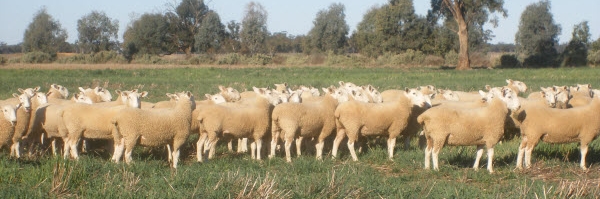 Border Leicester Rams for Sale