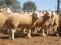 Border Leicester Sale Rams