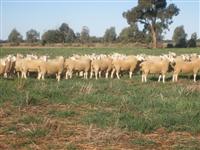Border Leicester Sale Rams