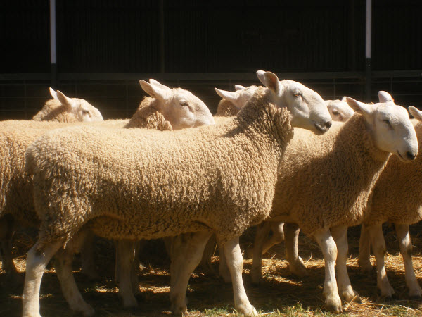 Border Leicester Ram