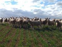 Border Leicester Stud ewes
