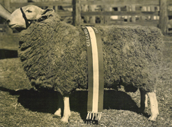 Sampson, Prize Border Leicester Ram